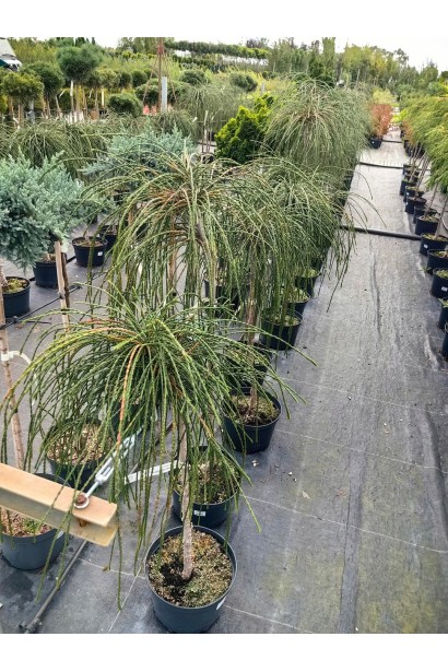 Туя гігантська Віпкорд на штамбі купити